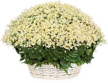 Цветочная композиция из Ромашки в корзине #REPLACE_PRED# Бредах